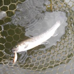 大安トラウトレイク 釣果